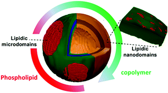 Graphical abstract: Modulation of phase separation at the micron scale and nanoscale in giant polymer/lipid hybrid unilamellar vesicles (GHUVs)