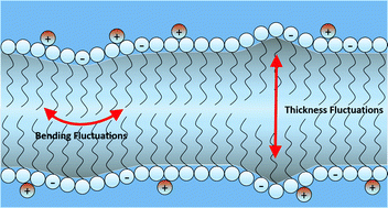 Graphical abstract: Effect of charge on the mechanical properties of surfactant bilayers