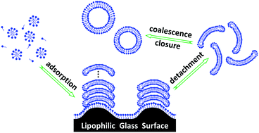 Graphical abstract: Formation of simple single-tailed vesicles mediated by lipophilic solid surfaces