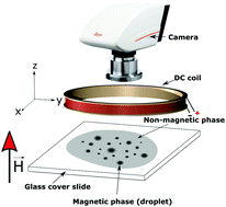 Graphical abstract: Magnetic field induced modulated phases in a ferrofluid lutidine silicone oil mixture