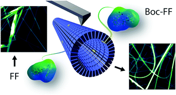 Graphical abstract: Disruption of diphenylalanine assembly by a Boc-modified variant