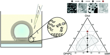 Graphical abstract: On demand modulation of lipid composition in an individual bilayer