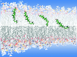 Graphical abstract: Lipid bilayer thickness determines cholesterol's location in model membranes