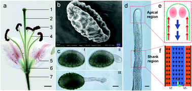 Graphical abstract: Fountain streaming contributes to fast tip-growth through regulating the gradients of turgor pressure and concentration in pollen tubes