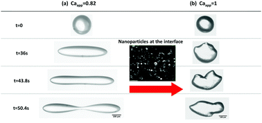 Graphical abstract: Dynamics of particle-covered droplets in shear flow: unusual breakup and deformation hysteresis