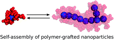 Graphical abstract: Self-assembly of polymer-grafted nanoparticles in solvent-free conditions