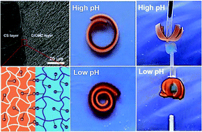 Graphical abstract: Bilayer hydrogel actuators with tight interfacial adhesion fully constructed from natural polysaccharides