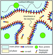 Graphical abstract: Protein diffusion in a bicontinuous microemulsion: inducing sub-diffusion by tuning the water domain size