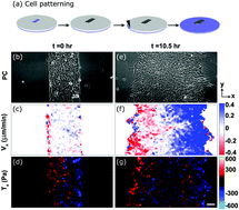 Graphical abstract: Effective viscosity and dynamics of spreading epithelia: a solvable model