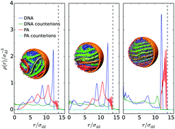 Graphical abstract: DNA packaging in viral capsids with peptide arms