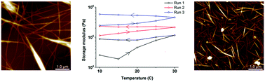 Graphical abstract: Thermal annealing behaviour and gel to crystal transition of a low molecular weight hydrogelator