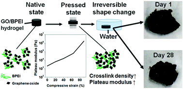 Graphical abstract: A family of mechanically adaptive supramolecular graphene oxide/poly(ethylenimine) hydrogels from aqueous assembly