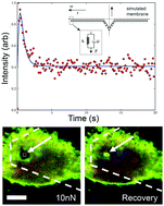 Graphical abstract: Rapid dynamics of cell-shape recovery in response to local deformations