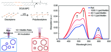 Graphical abstract: Mechanosensitivity of polydiacetylene with a phosphocholine headgroup