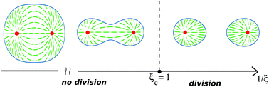 Graphical abstract: Defect driven shapes in nematic droplets: analogies with cell division