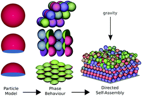 Graphical abstract: Phase behaviour and gravity-directed self assembly of hard convex spherical caps