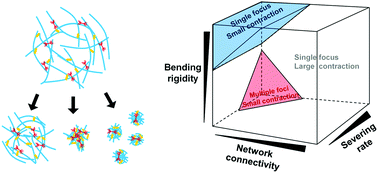 Graphical abstract: Buckling-induced F-actin fragmentation modulates the contraction of active cytoskeletal networks