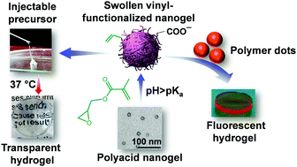 Graphical abstract: Synthesis of polyacid nanogels: pH-responsive sub-100 nm particles for functionalisation and fluorescent hydrogel assembly
