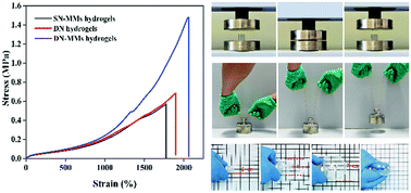 Graphical abstract: Rapidly recoverable, anti-fatigue, super-tough double-network hydrogels reinforced by macromolecular microspheres