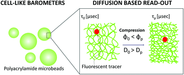 Graphical abstract: Optical sensing of mechanical pressure based on diffusion measurement in polyacrylamide cell-like barometers