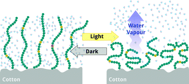 Graphical abstract: Dual light and temperature responsive cotton fabric functionalized with a surface-grafted spiropyran–NIPAAm-hydrogel