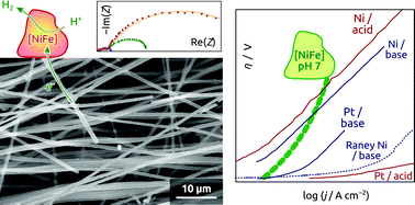 Graphical abstract: An electrochemically functional layer of hydrogenase extract on an electrode of large and tunable specific surface area