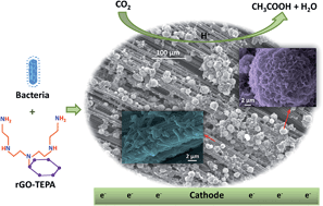 Graphical abstract: Electrosynthesis of acetate from CO2 by a highly structured biofilm assembled with reduced graphene oxide–tetraethylene pentamine
