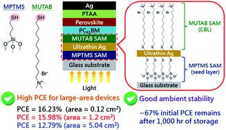 Graphical abstract: Achieving high efficiency and improved stability in large-area ITO-free perovskite solar cells with thiol-functionalized self-assembled monolayers