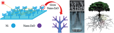 Graphical abstract: Hierarchical forest-like photoelectrodes with ZnO nanoleaves on a metal dendrite array