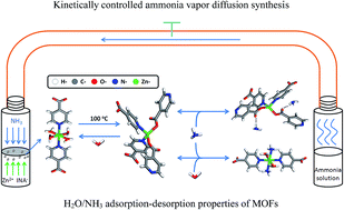 Graphical abstract: Kinetically controlled ammonia vapor diffusion synthesis of a Zn(ii) MOF and its H2O/NH3 adsorption properties