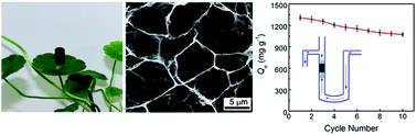 Graphical abstract: A lignosulfonate-modified graphene hydrogel with ultrahigh adsorption capacity for Pb(ii) removal