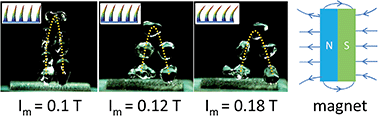 Graphical abstract: Magnetic field-guided directional rebound of a droplet on a superhydrophobic flexible needle surface