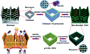 Graphical abstract: Bio-directed morphology engineering towards hierarchical 1D to 3D macro/meso/nanoscopic morph-tunable carbon nitride assemblies for enhanced artificial photosynthesis