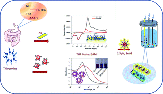 Graphical abstract: Gastrointestinal tract mechanism of nitrite capture modeled on the self assembled monolayer of thioproline for electrochemical nitrite determination