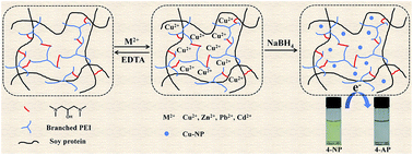 Graphical abstract: Soy protein-based polyethylenimine hydrogel and its high selectivity for copper ion removal in wastewater treatment