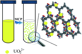 Graphical abstract: Acetylcysteine-functionalized microporous conjugated polymers for potential separation of uranium from radioactive effluents