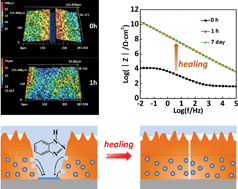 Graphical abstract: Dual-action smart coatings with a self-healing superhydrophobic surface and anti-corrosion properties