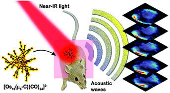 Graphical abstract: High nuclearity carbonyl clusters as near-IR contrast agents for photoacoustic in vivo imaging