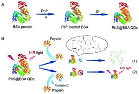 Graphical abstract: The determination of cystatin C in serum based on label-free and near-infrared light emitted PbS@BSA QDs