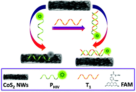 Graphical abstract: Cobalt disulfide nanowires as an effective fluorescent sensing platform for DNA detection