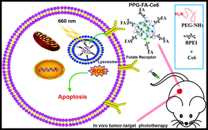 Graphical abstract: A folic acid conjugated polyethylenimine-modified PEGylated nanographene loaded photosensitizer: photodynamic therapy and toxicity studies in vitro and in vivo