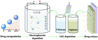 Graphical abstract: Multilayered drug delivery coatings composed of daidzein-loaded PHBV microspheres embedded in a biodegradable polymer matrix by electrophoretic deposition