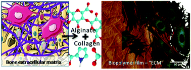 Graphical abstract: Bioinspired titanium coatings: self-assembly of collagen–alginate films for enhanced osseointegration