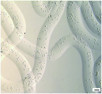 Graphical abstract: A novel synthetic microfiber with controllable size for cell encapsulation and culture