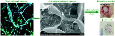 Graphical abstract: Silk fibroin scaffolds with a micro-/nano-fibrous architecture for dermal regeneration