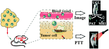 Graphical abstract: Multimodal imaging-guided, dual-targeted photothermal therapy for cancer