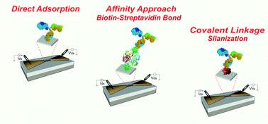 Graphical abstract: Study on the bio-functionalization of memristive nanowires for optimum memristive biosensors