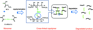 Graphical abstract: A cross-linking strategy provides a new generation of biodegradable and biocompatible cyanoacrylate medical adhesives