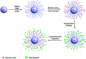 Graphical abstract: Nanohybrid polymer brushes on silica for bioseparation