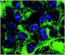 Graphical abstract: The “click-on-tube” approach for the production of efficient drug carriers based on oxidized multi-walled carbon nanotubes